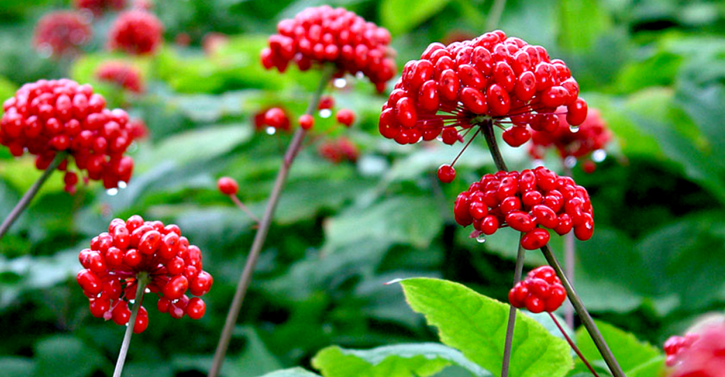 ginseng za povečanje penisa